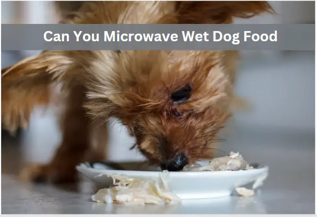 Can You Microwave Wet Dog Food? Expert Advice and Tips